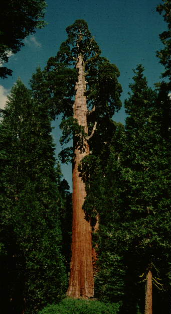 largest of the big trees and indisputably the largest living organism: The General Sherman Tree